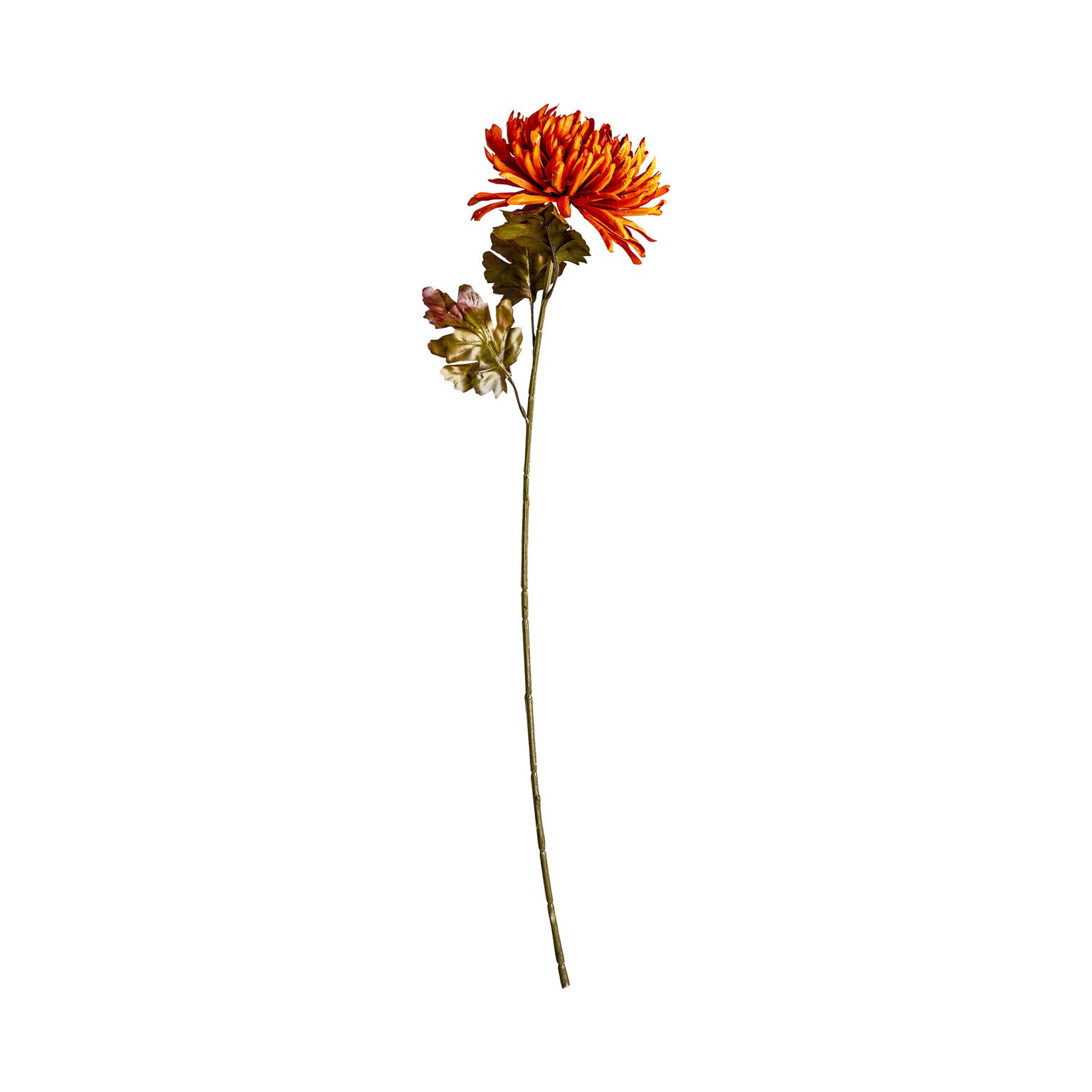 CRISANTEMA FLOWER